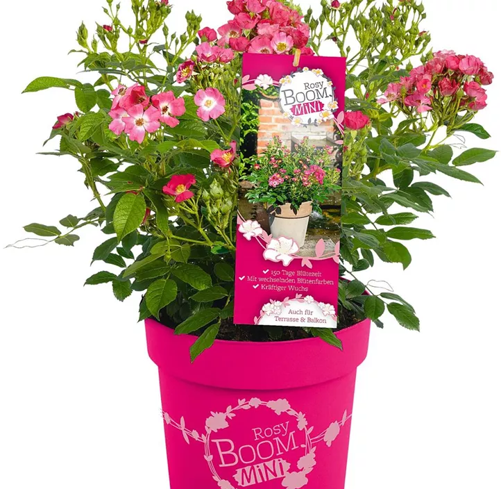 Mini-Gartenrose 'Rosy Boom'®