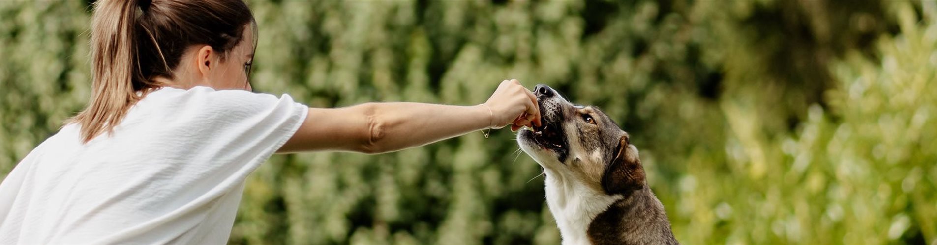 Hunde sonstiges Hunde sonstiges