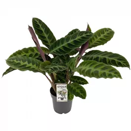 Calathea Hybride Warscewiczii