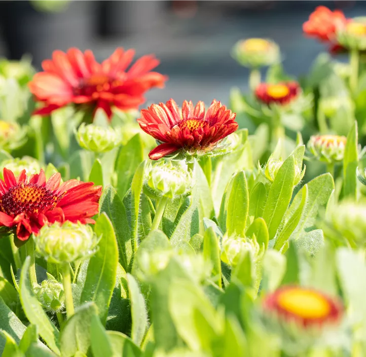 Prärie-Kokardenblume SpinTop® 'Red'