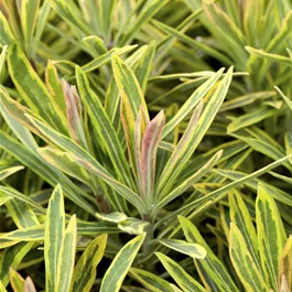 Euphorbia characias Ascot Rainbow