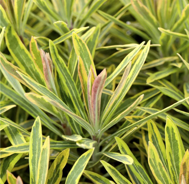 Garten-Wolfsmilch 'Ascot Rainbow'