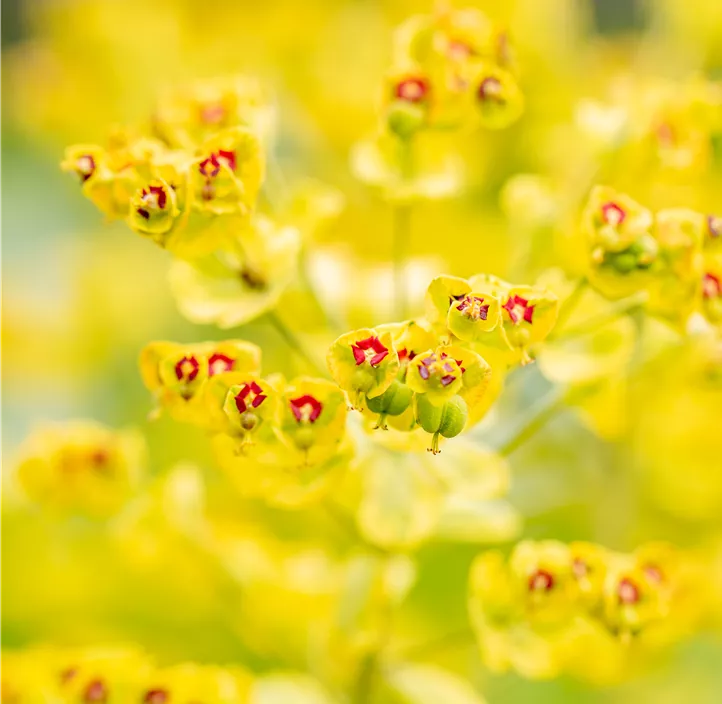 Garten-Wolfsmilch 'Ascot Rainbow'