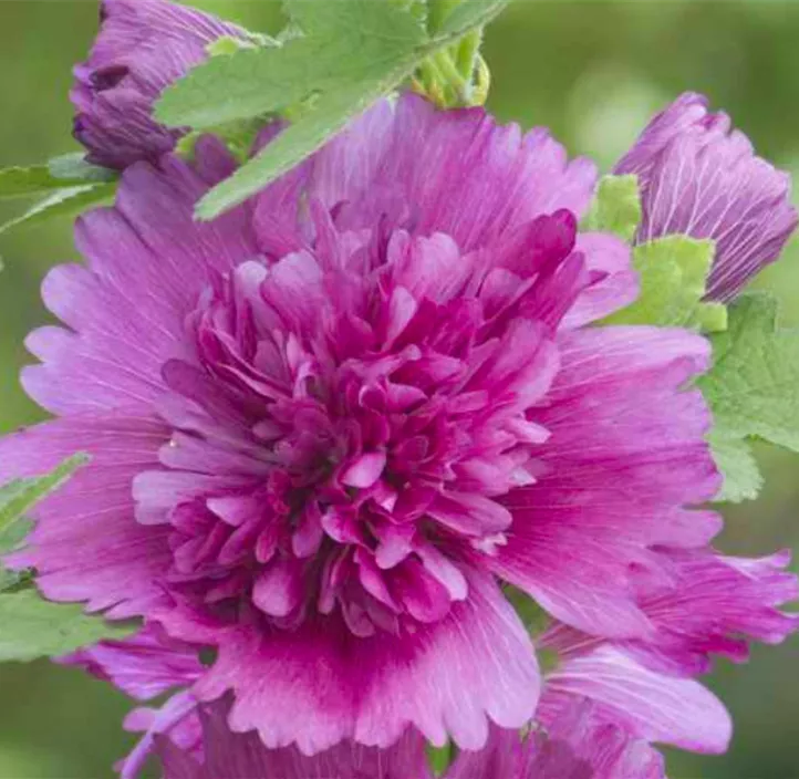 Gefülltblühende Garten-Stockrose 'Spring Celebrities Purple'