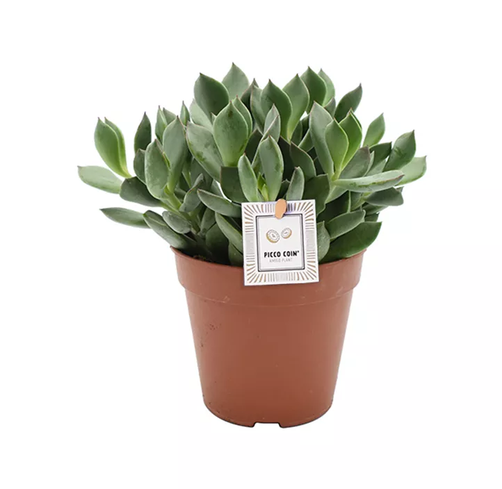 Cotyledon