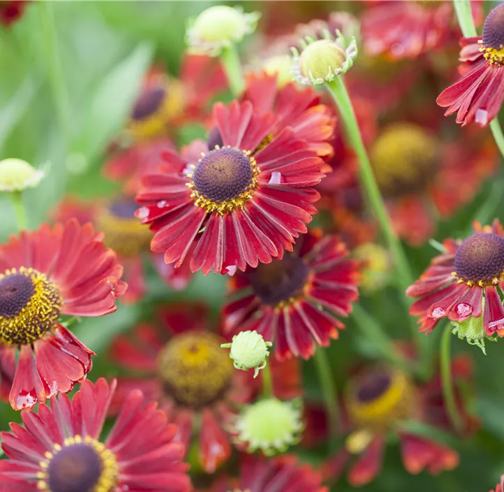 Garten-Sonnenbraut 'HayDay™ Red'