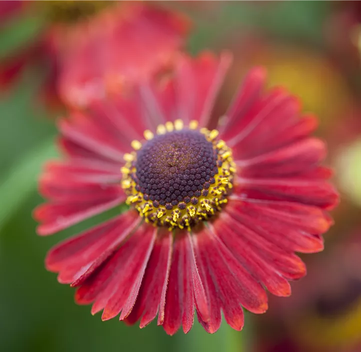 Herbst-Sonnenbraut 'Mariachi Siesta'