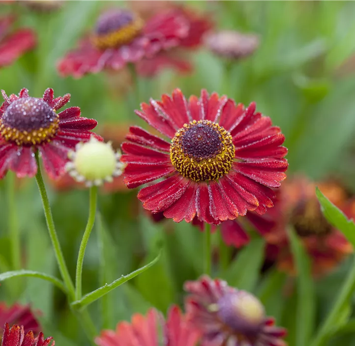 Herbst-Sonnenbraut 'Mariachi Siesta'