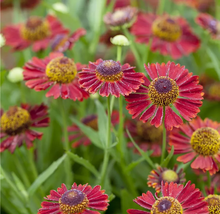 Herbst-Sonnenbraut 'Mariachi Siesta'