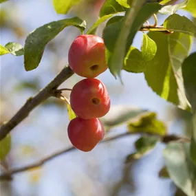 Malus Red Sentinel