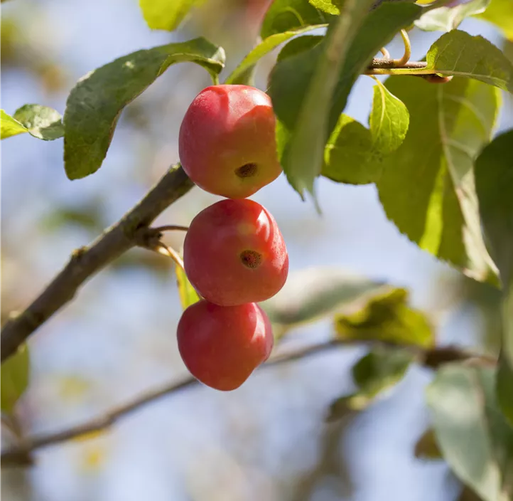 Zierapfel 'Red Sentinel'