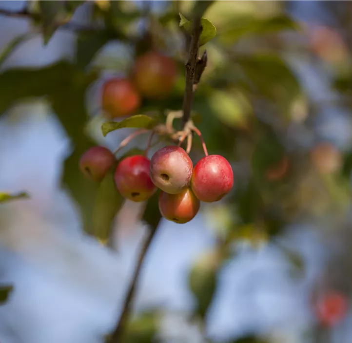 Zierapfel 'Red Sentinel'