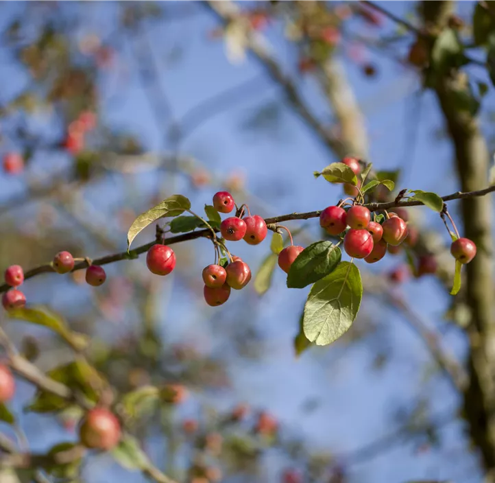 Zierapfel 'Red Sentinel'