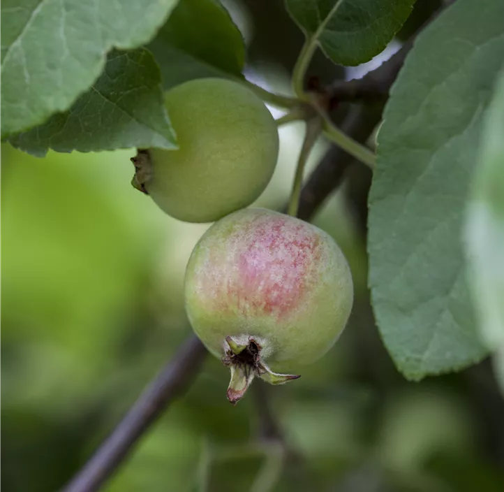 Zierapfel 'Red Sentinel'