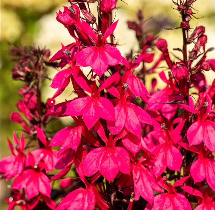 Lobelie 'Starship Deep Rose'