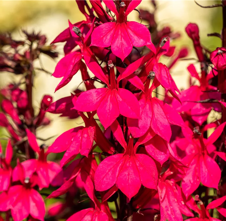 Lobelie 'Starship Deep Rose'