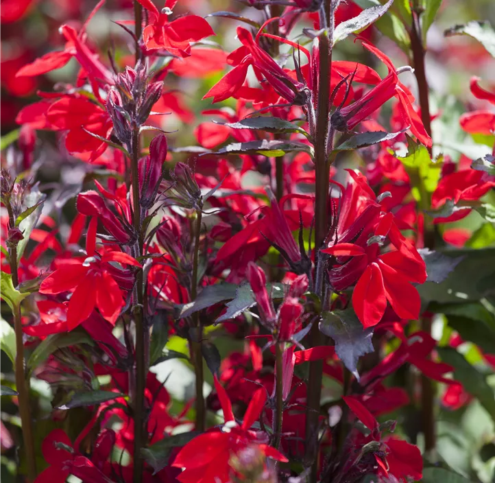 Lobelie 'Starship Scarlet'