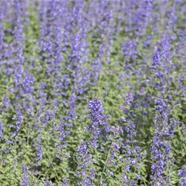 Nepeta Purrsian Blue