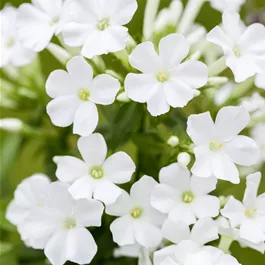 Phlox paniculata Adessa White