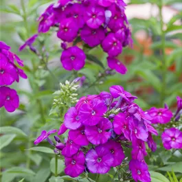 Phlox paniculata Flame Purple