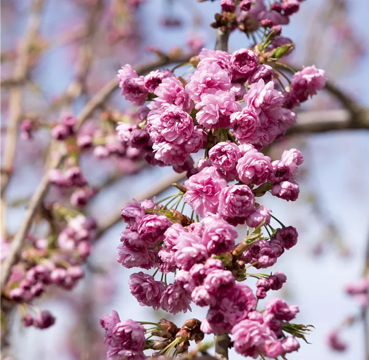 Hängende Nelkenkirsche 'Kiku-shidare-zakura'