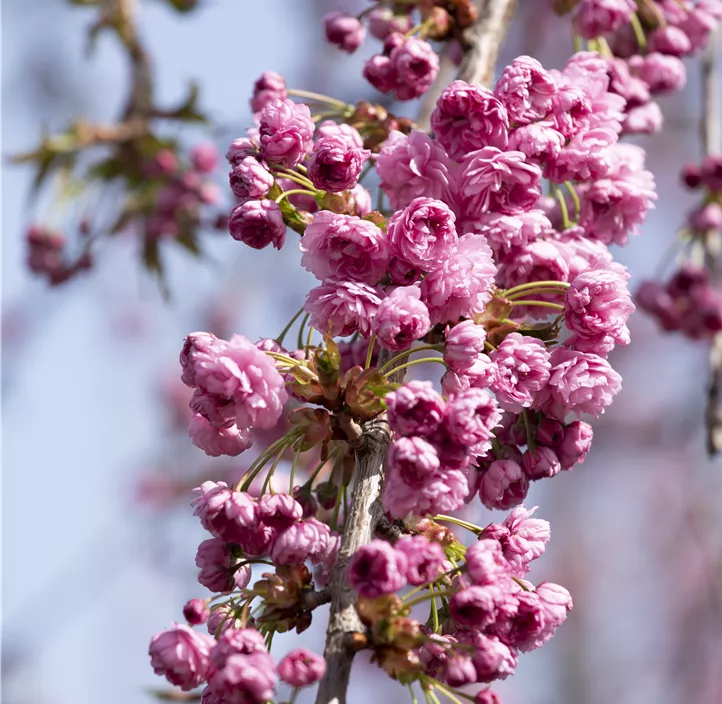 Hängende Nelkenkirsche 'Kiku-shidare-zakura'