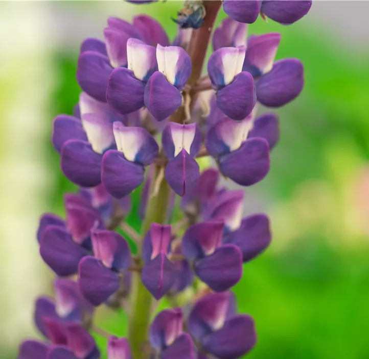 Lupine 'Lupini Blue Shades'