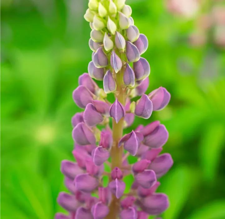 Lupine 'Lupini Blue Shades'