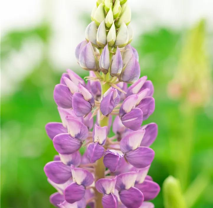 Lupine 'Lupini Blue Shades'