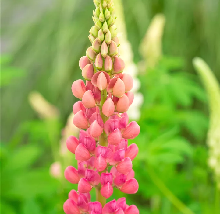 Lupine 'Lupini Red Shades'