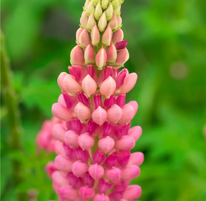 Lupine 'Lupini Red Shades'