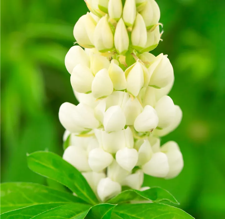 Lupine 'Lupini White Shades'