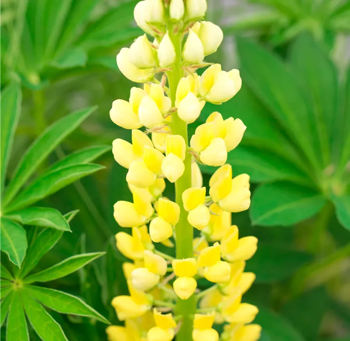 Lupine 'Lupini Yellow Shades'