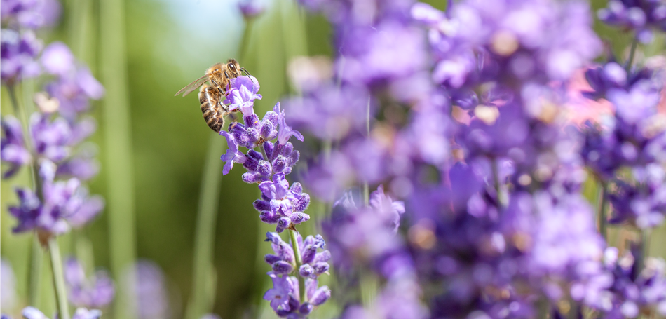 Bee Happy Bee Happy