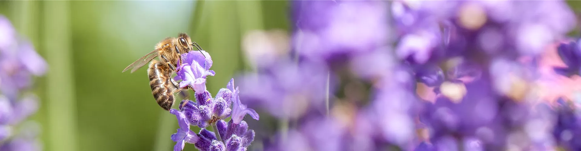 Lavendel - Bellaflora