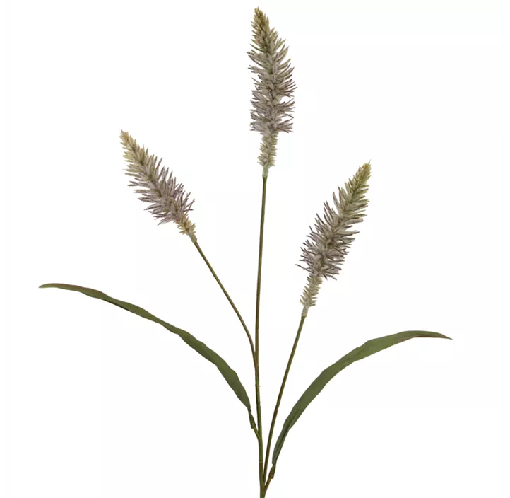 Pennisetum Zweig