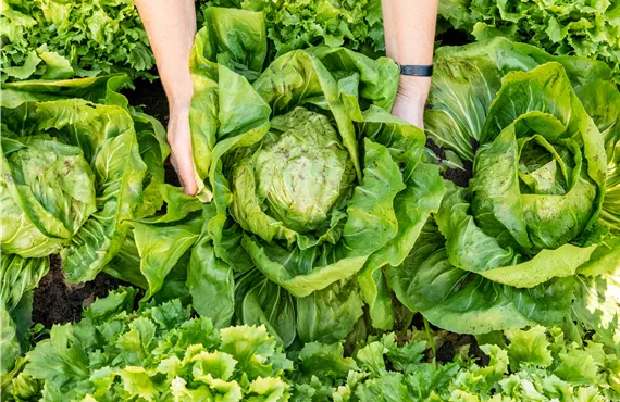 Gemüseernte - Salat ausheben
