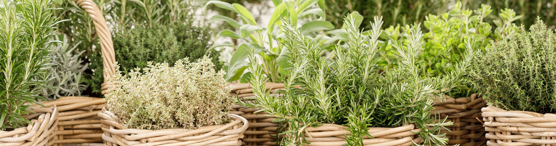 Kräutermix Kräutermix