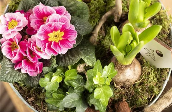 Hand die Hornveilchen einsetzt Arrangement mit Primel, Efeu und Hyazinthe