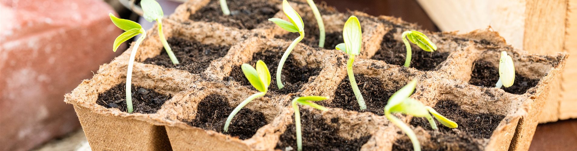 Anzuchtplatte Anzuchtplatte