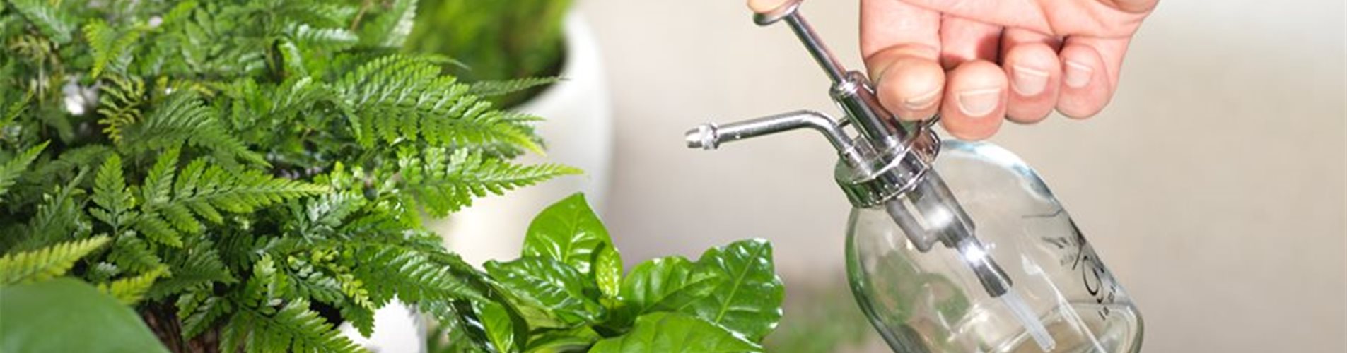 zimmerpflanzen bewässerung zimmerpflanzen bewässerung