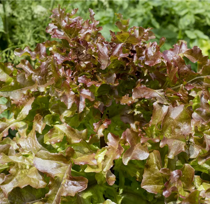 Eichblattsalat 'Red Salad Bowl'