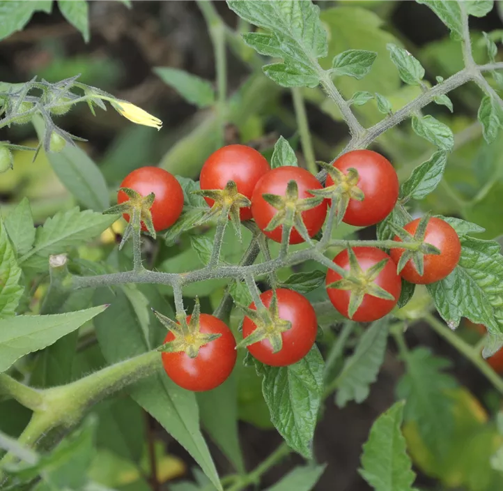 Kirschtomate 'MiriMiri'