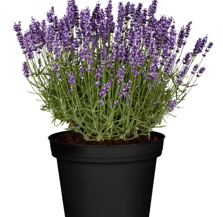 Echter Lavendel