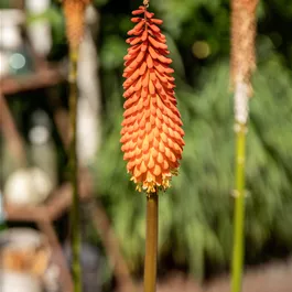 Kniphofia uvaria Poco Orange