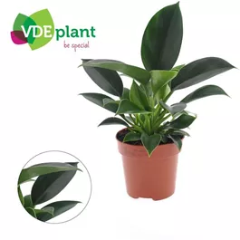 Philodendron Green Princess