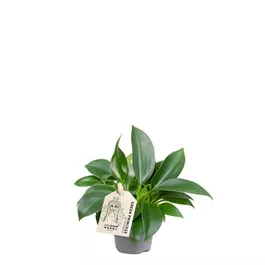 Philodendron Green Princess Mini