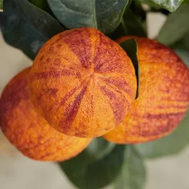 Citrus arancio arcobal Ministamm