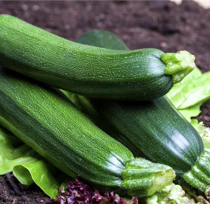 Zucchini 'Rhodos'