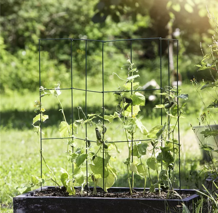 Tomatenrankstütze